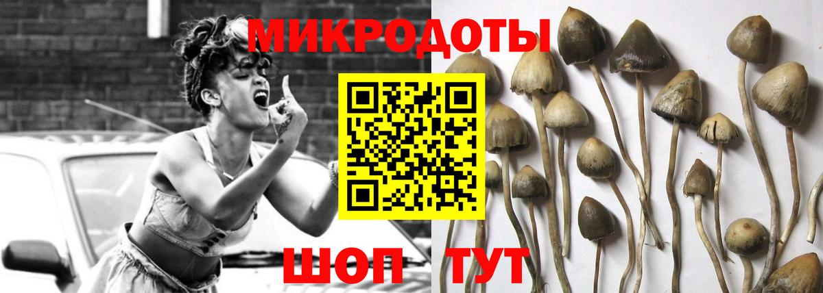 Псилоцибиновые грибы Psilocybine cubensis Бахчисарай